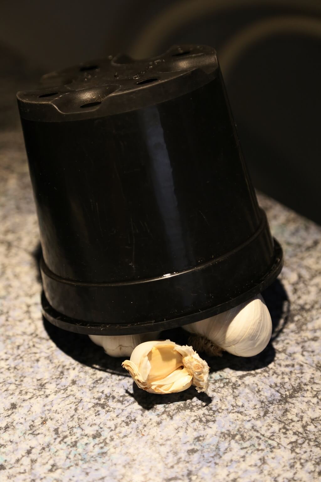 Knoblauch unter einem Blumentopf lagern