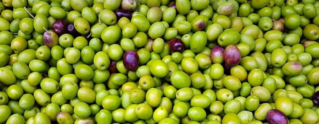 Olivenbrot – mediteraner Flair für den Gaumen